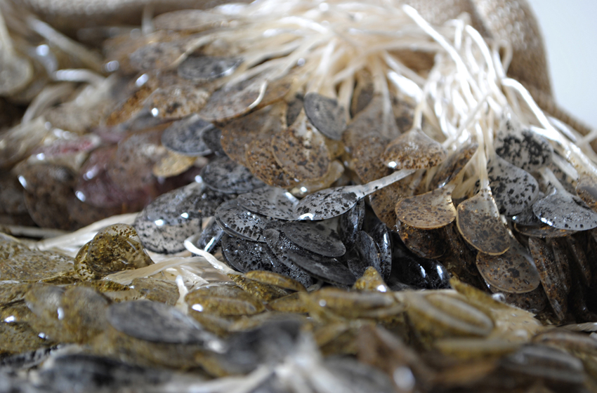 a close up of seaweed beads created by Jasmine Linnington.