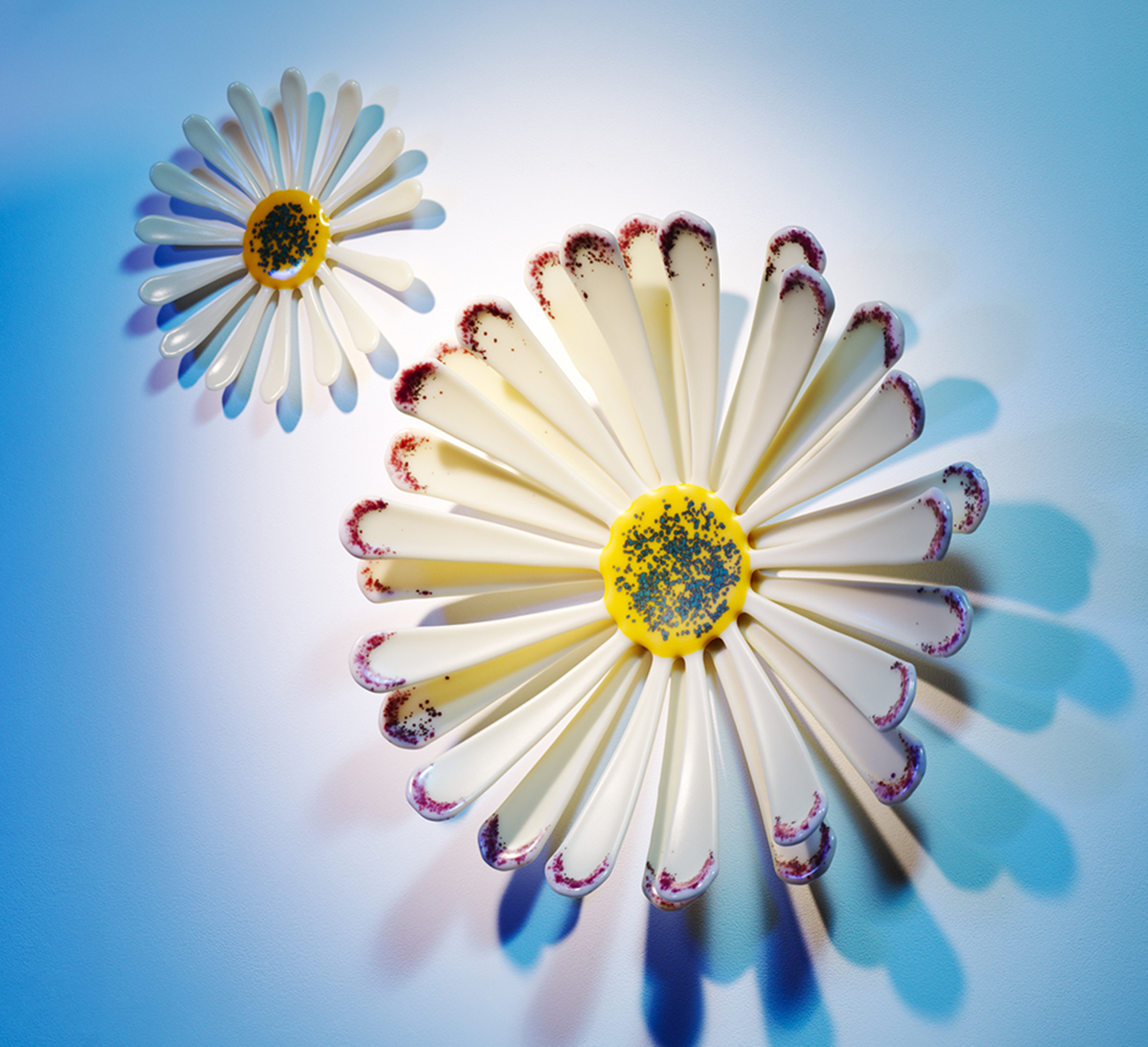 Pink tepid daisy and single daisy ( Glass Meadow)