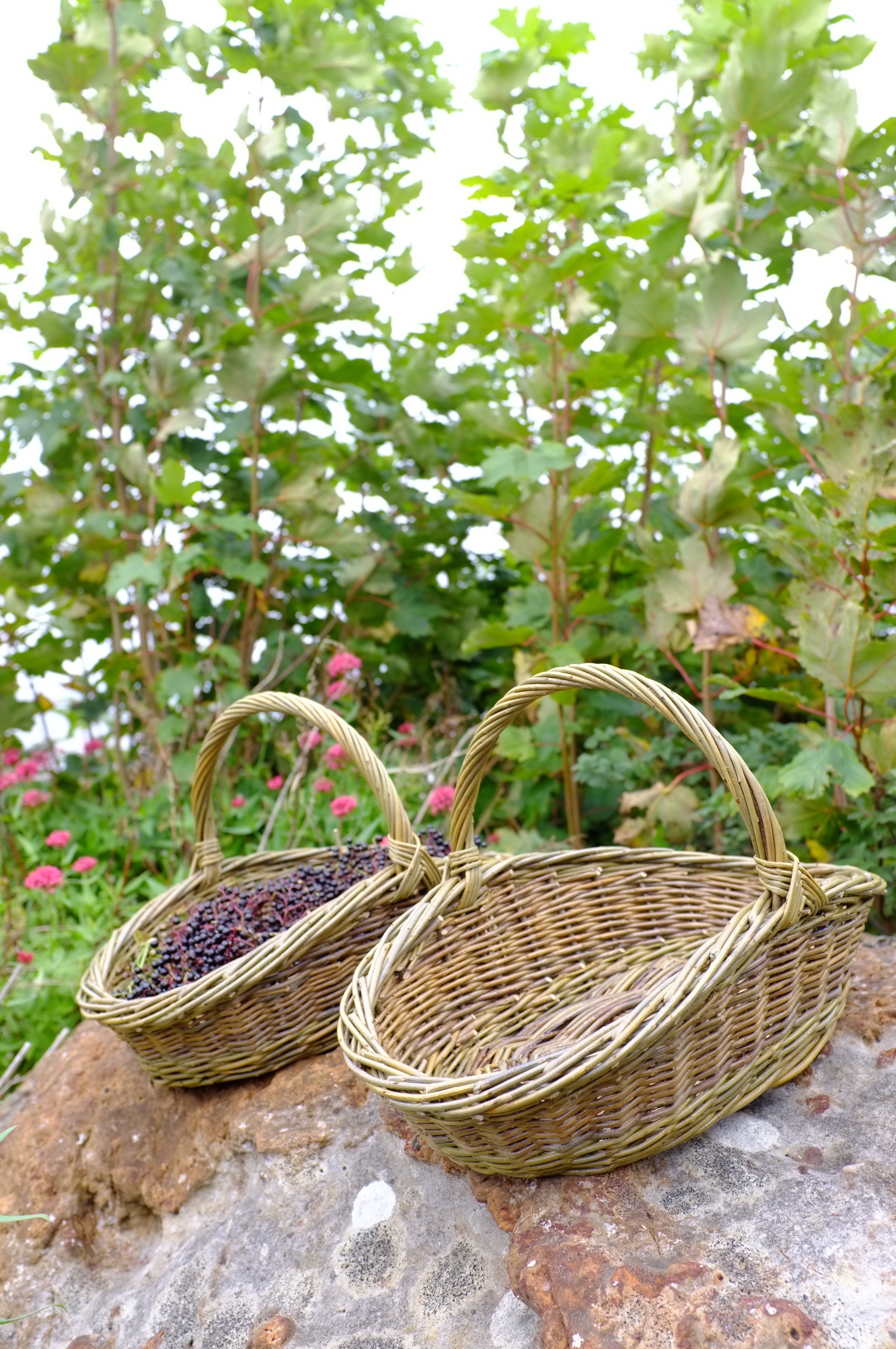 Harvest Baskets using Organically Grown Willows