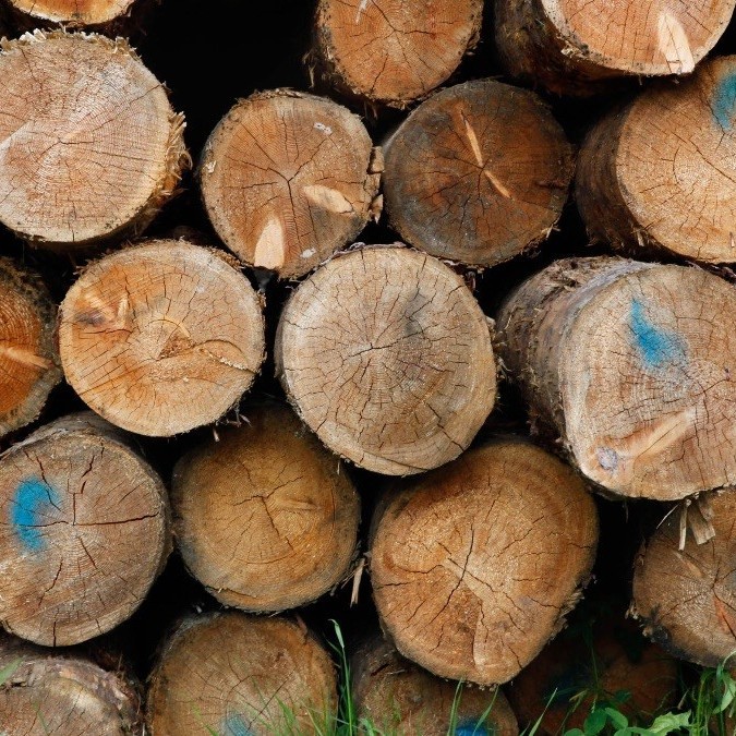 Open Call for Wood Land