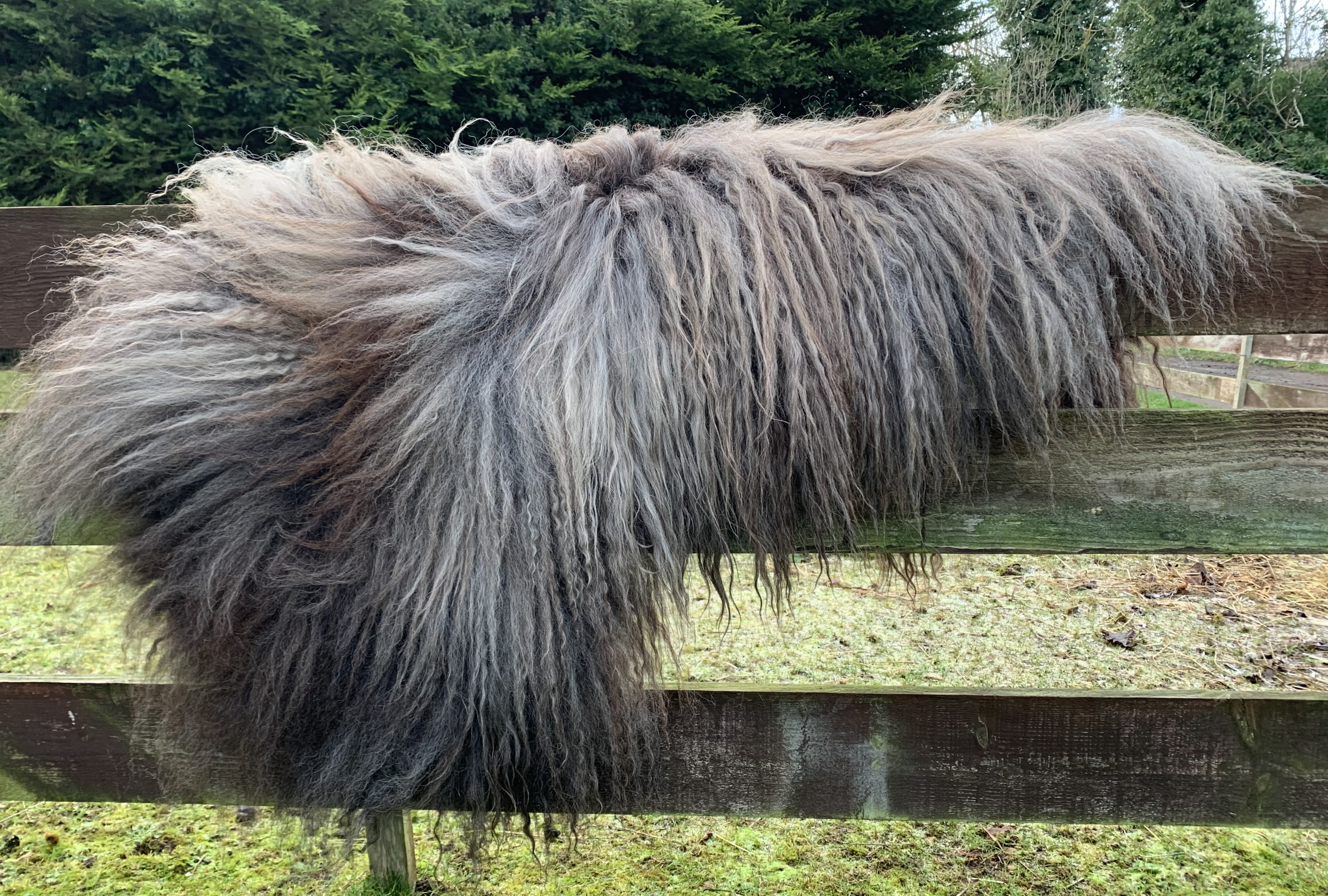 Felted Iceland Fleece