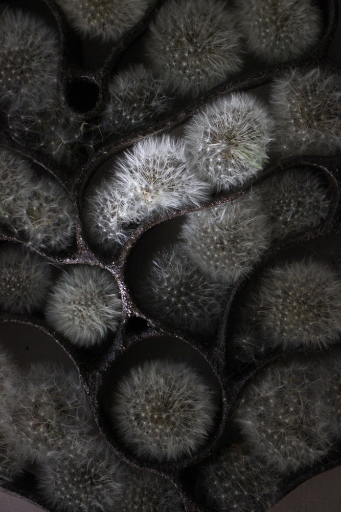 Dandelion Clock Curiosity Cloud