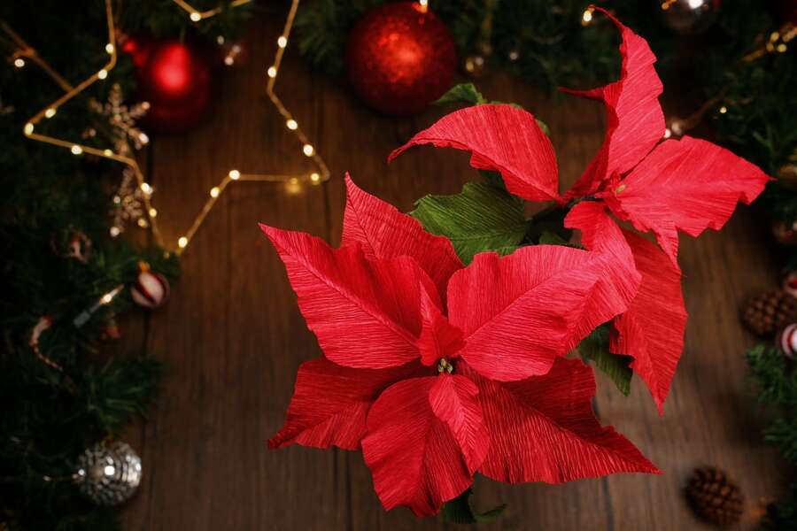 Paper Flower Making: Poinsettia